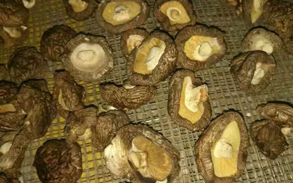 臺(tái)灣整體式食用菌烘干模塊—香菇烘干機(jī)