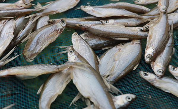 量產(chǎn)千斤小魚(yú)烘干房