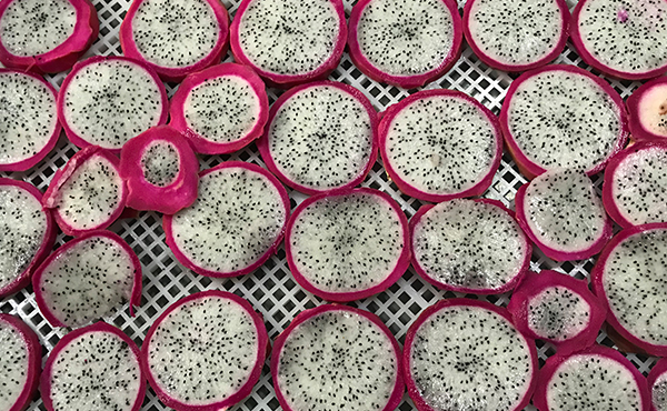 果脯火龍果烘干