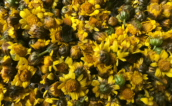 農(nóng)場(chǎng)胎菊小菊花野菊花烘干